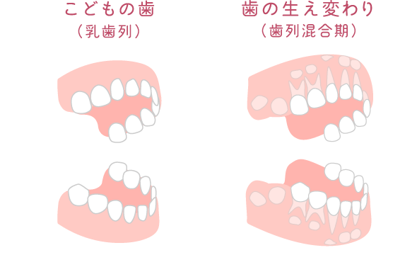こどもの歯（乳歯列）と歯の生え変わり（歯列混合期）