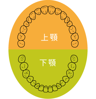 上顎・下顎